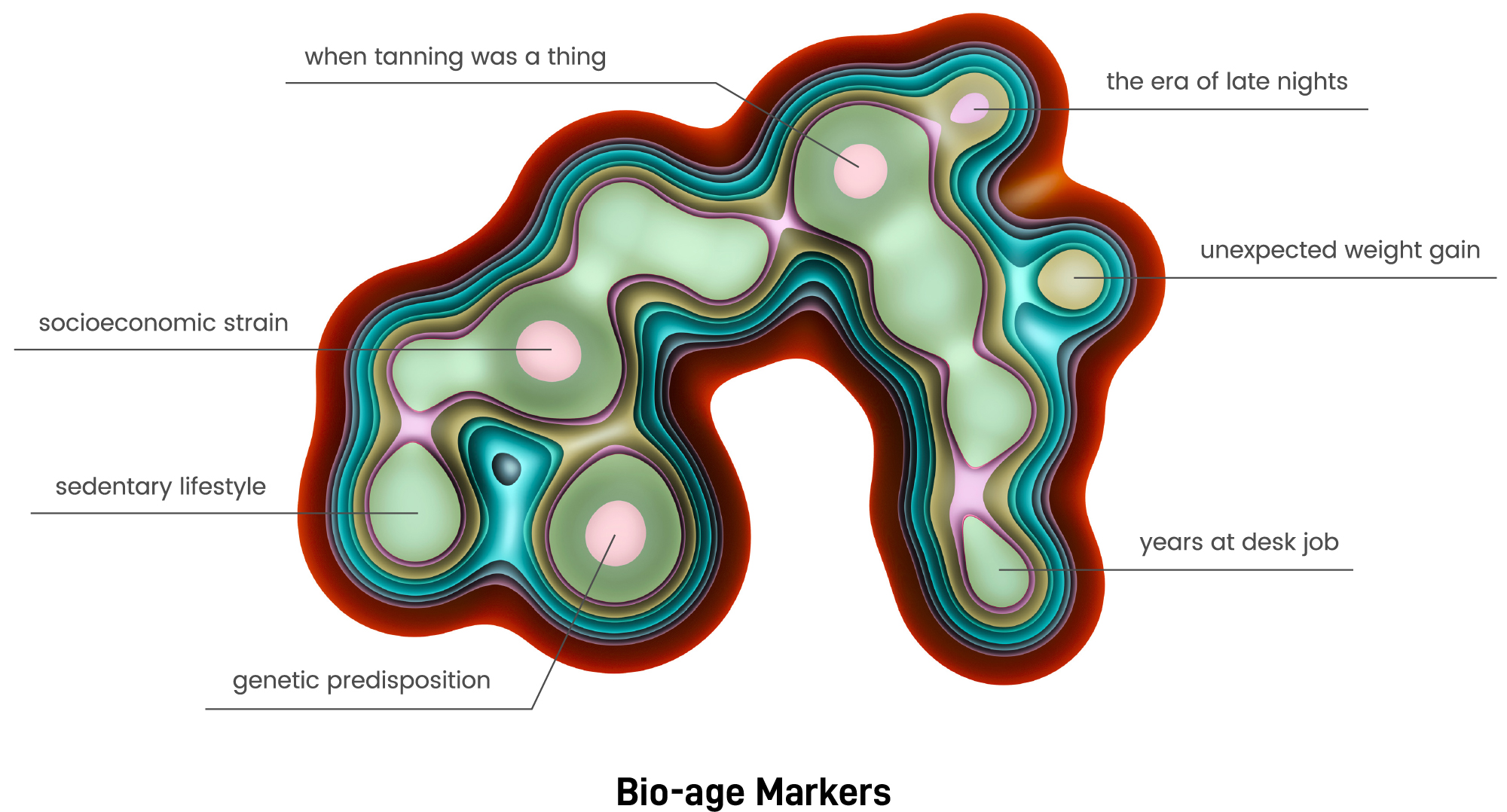 Cross-section diagram in deep red, turquoise, and sage green. It describes things that affect bio-age: tanning, partying, sitting at a desk, weight gain, genetics, sedentary, and socioeconomic strain. 