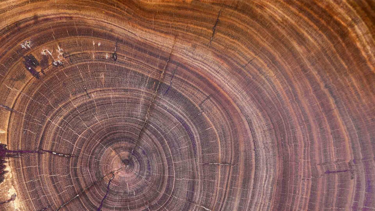Cross-section of mahogany wood, the growth rings representing biological age.