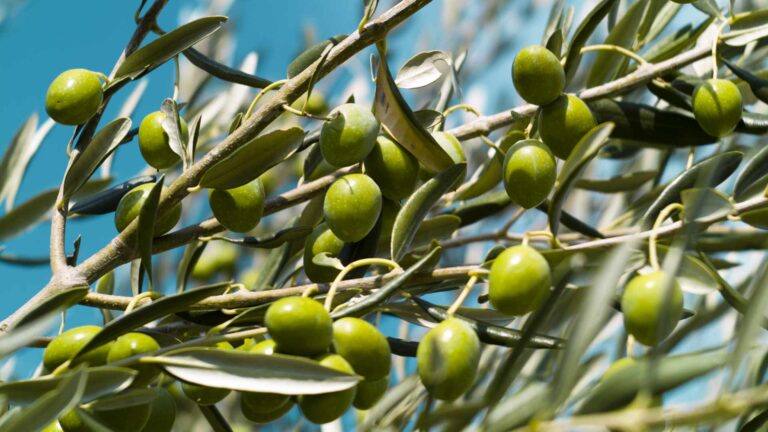 Aceitunas y planta de olivo, fuente de hidroxitirosol, un potente antioxidante