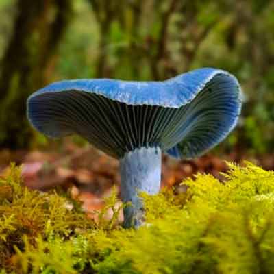 Blue mushroom containing 'ergo', with antioxidants found in Youngr™ NMN