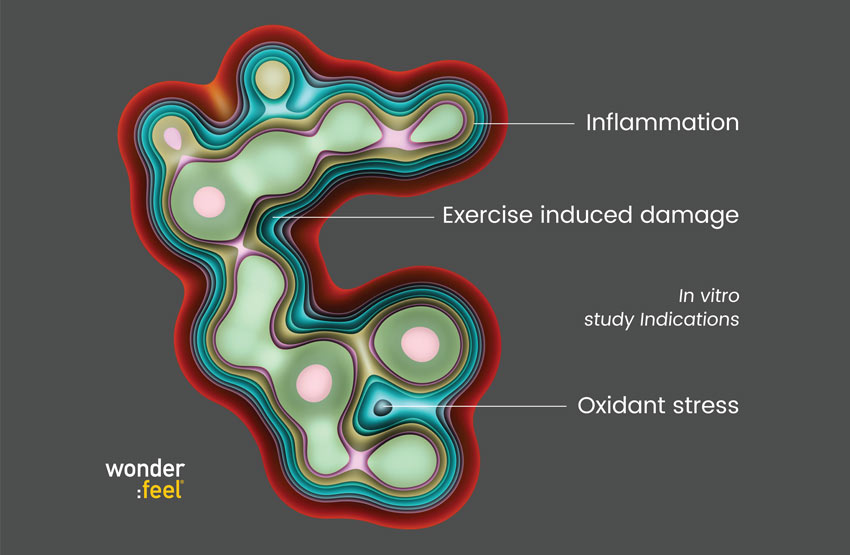 Cross-section diagram showing inflammation, exercise induced damage, and oxidant stress.