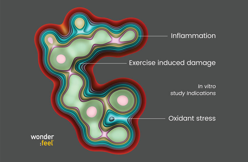 Diagrama de sección transversal que muestra la inflamación, el daño inducido por el ejercicio y el estrés oxidativo.