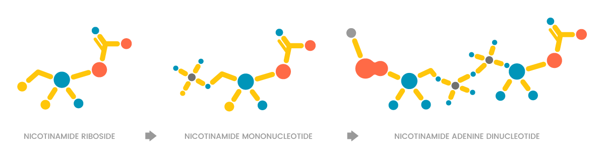 Conversion of molecular structures, NR to NMN to NAD.