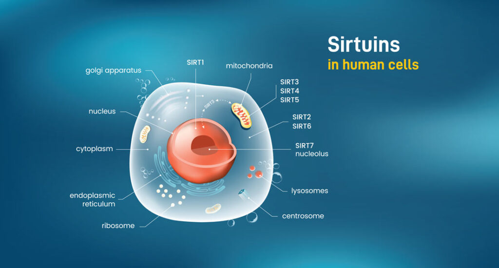 Infographic of Sirtuins in human cell that activate NAD