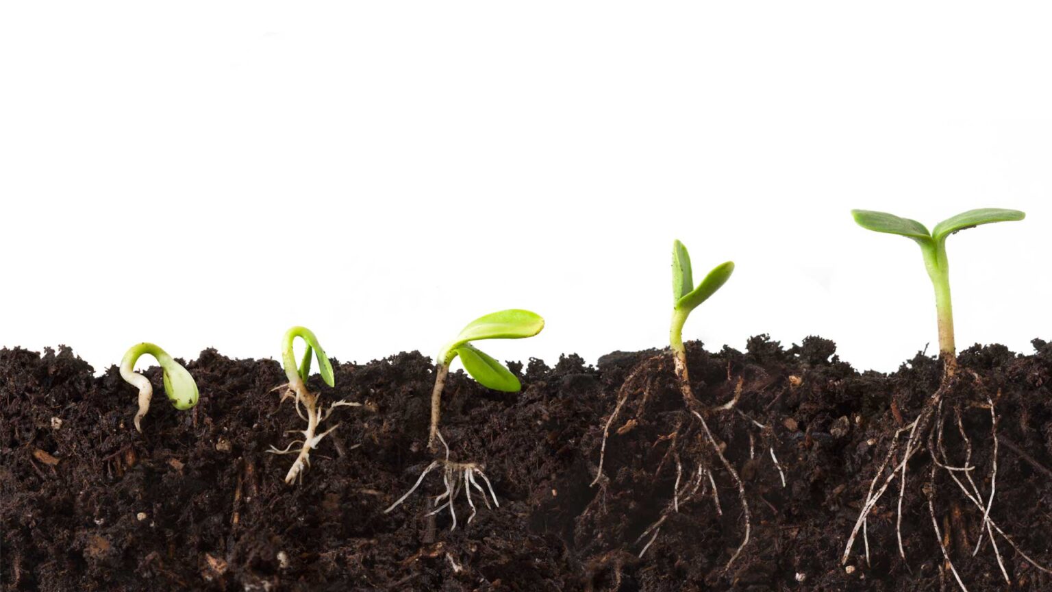 Seedlings at different growth stages emerging from soil, with visible roots