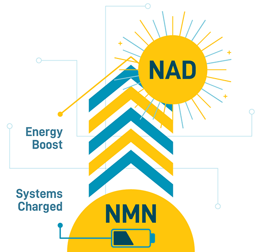 NMN raising NAD levels to promote greater cellular energy, shown in a simple upward-arrow graphic