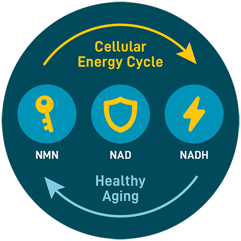 Diagram showing NMN converting to NAD and NADH within the cellular energy cycle