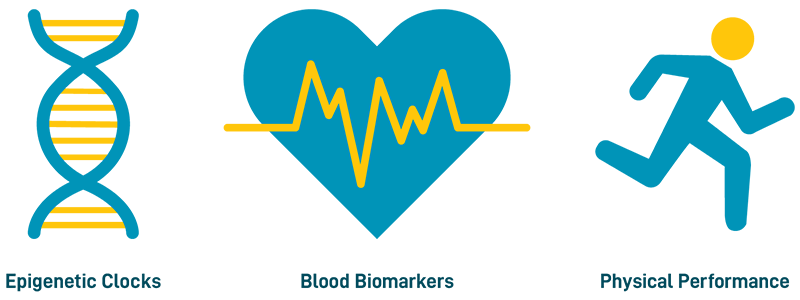 Una infografía titulada "Explore métodos para medir la edad biológica" con íconos y etiquetas para relojes epigenéticos, biomarcadores sanguíneos y rendimiento físico